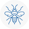 Clacton On Sea Hornet Nest Removals