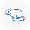 Rat Control Clacton On Sea