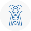 Clacton On Sea Wasp Nest Removal